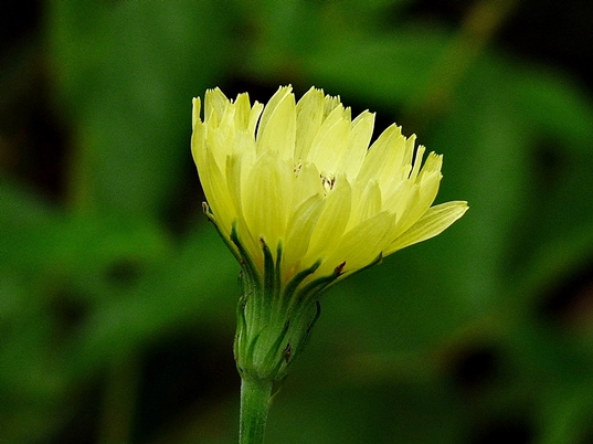 {Pyrrhopappus carolinianus}